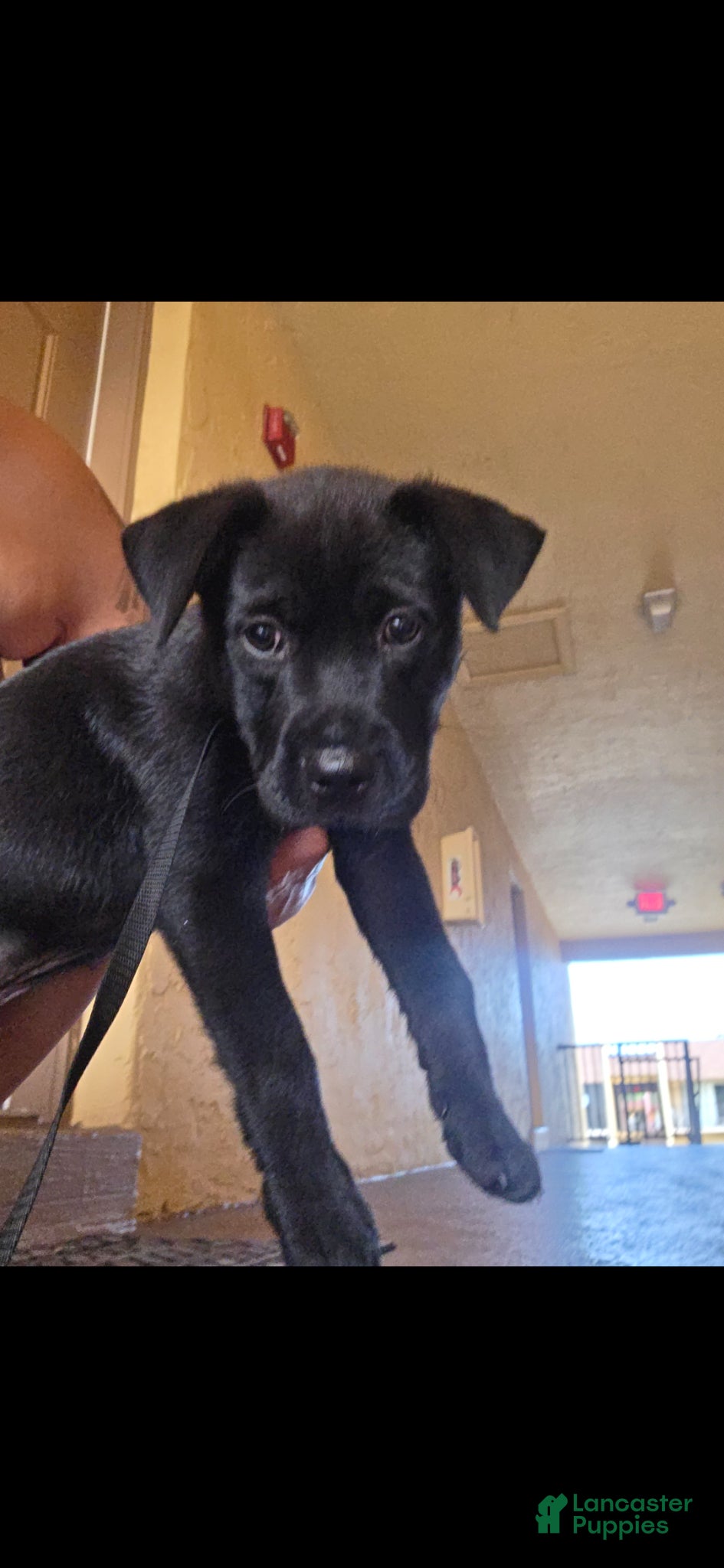 Mixed Breed dogs Mixed Breed Puppy 1 - Ad 34