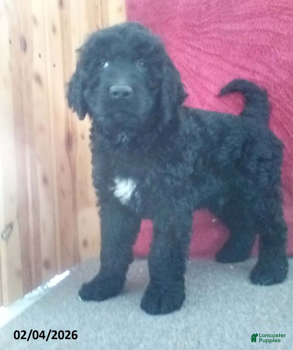 Goldendoodle dogs Pepper - Ad 32