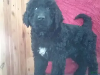 Goldendoodle dogs Pepper - Ad 32