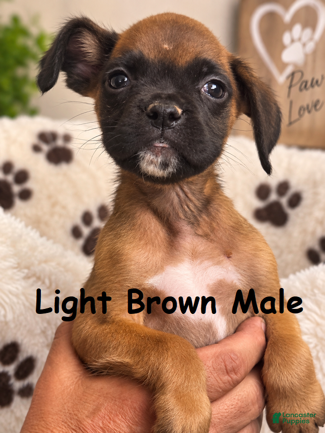 Boxer dogs Light Brown Male - Ad 1