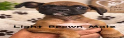 Boxer dogs for sale: Light Brown Male - Ad 1