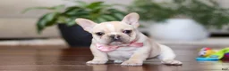French Bulldog dogs for sale: Tasha - Ad 3