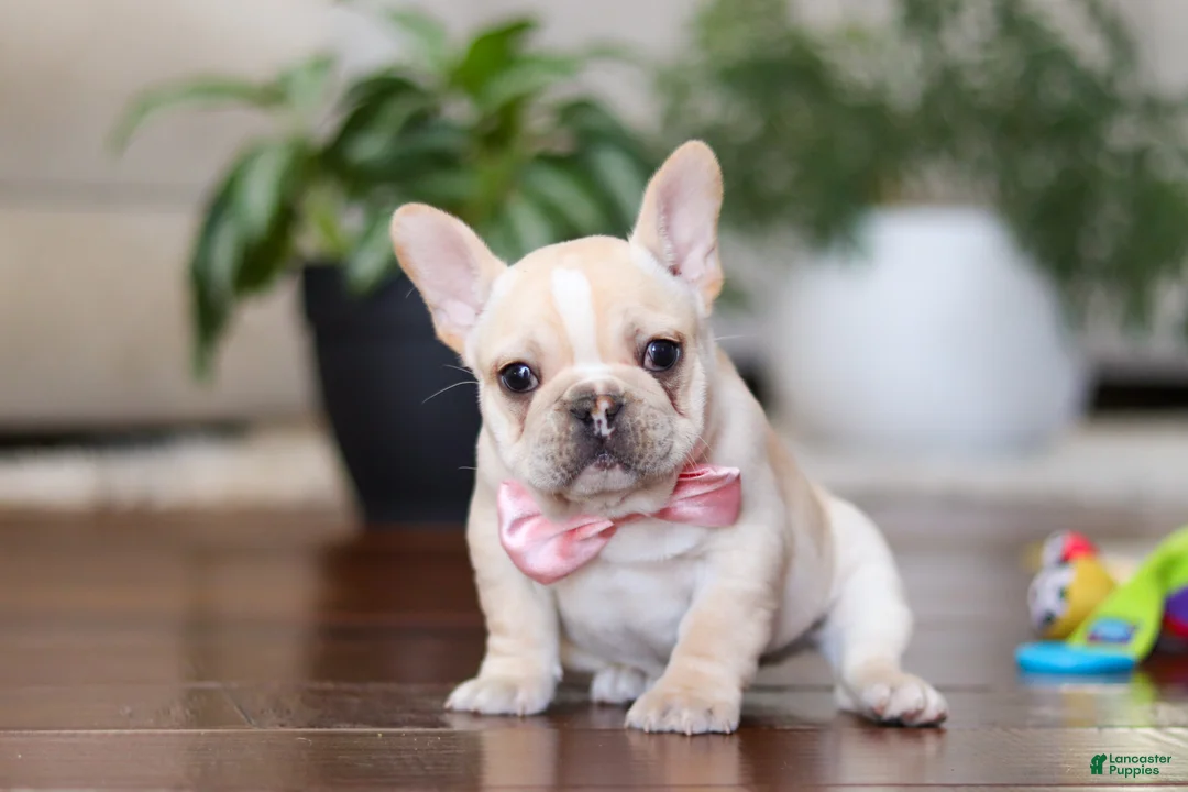French Bulldog dogs for sale: Tasha - Ad 3