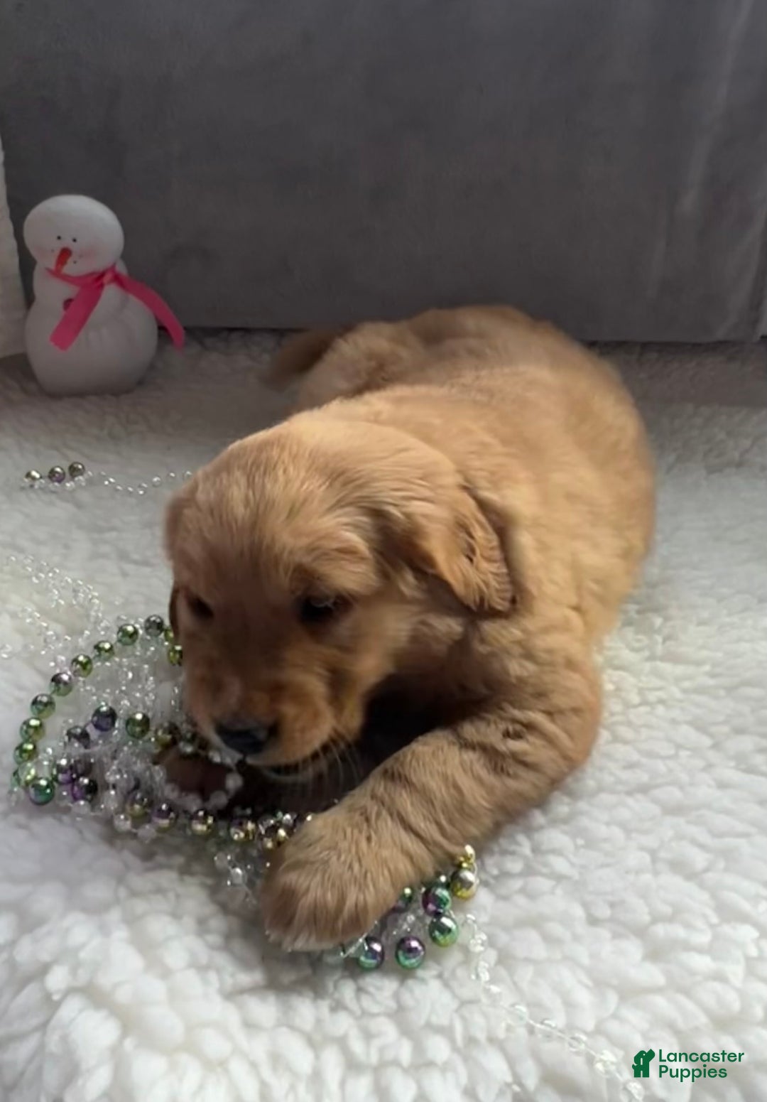 Golden Retriever dogs for sale: Belle - Ad 2
