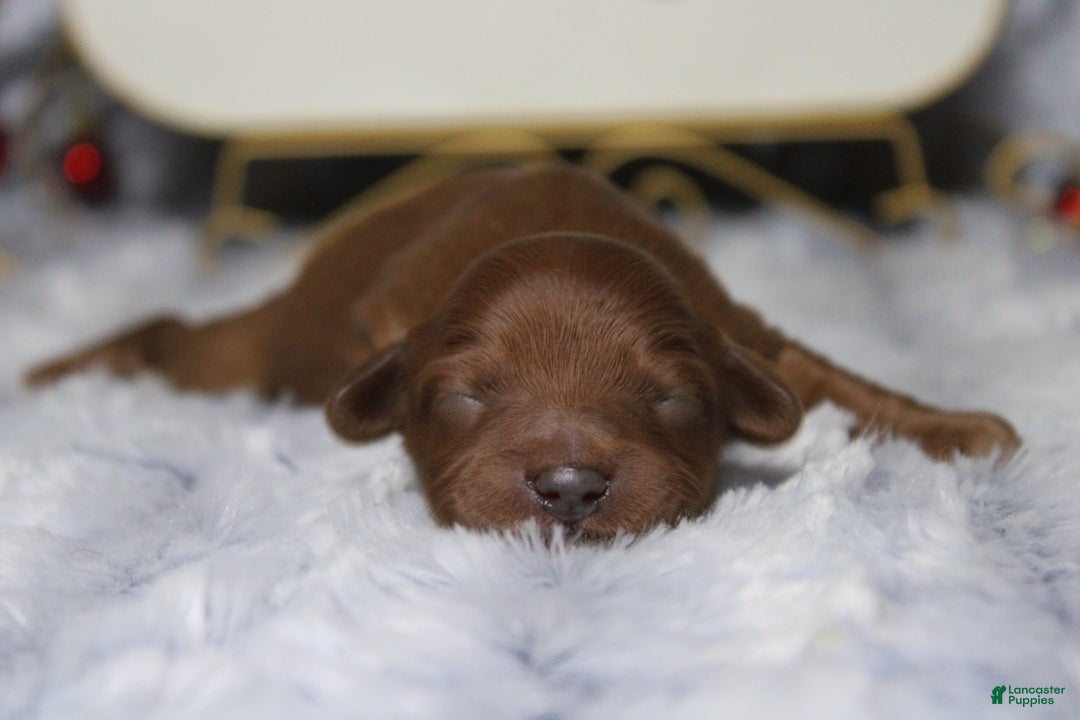 Cavapoo dogs for sale: Honey - Ad 7