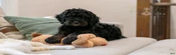 Bernedoodle dogs for sale: Acadia - Ad 17