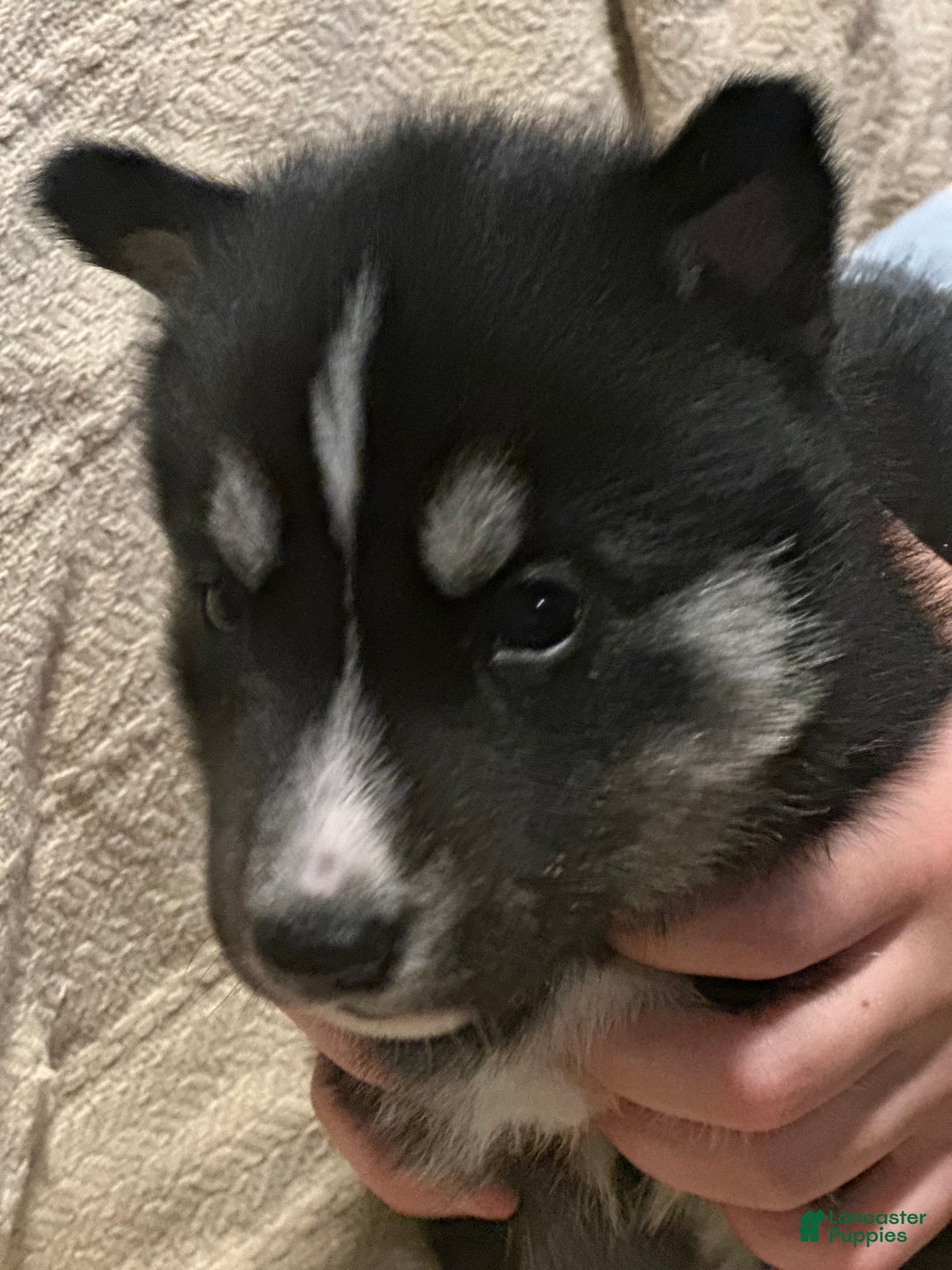 Siberian Husky dogs for sale: Siberian Husky Puppy 1 - Ad 10