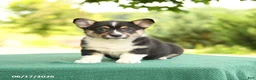 Welsh Corgi Pembroke dogs for sale: Jasmine - Ad 2