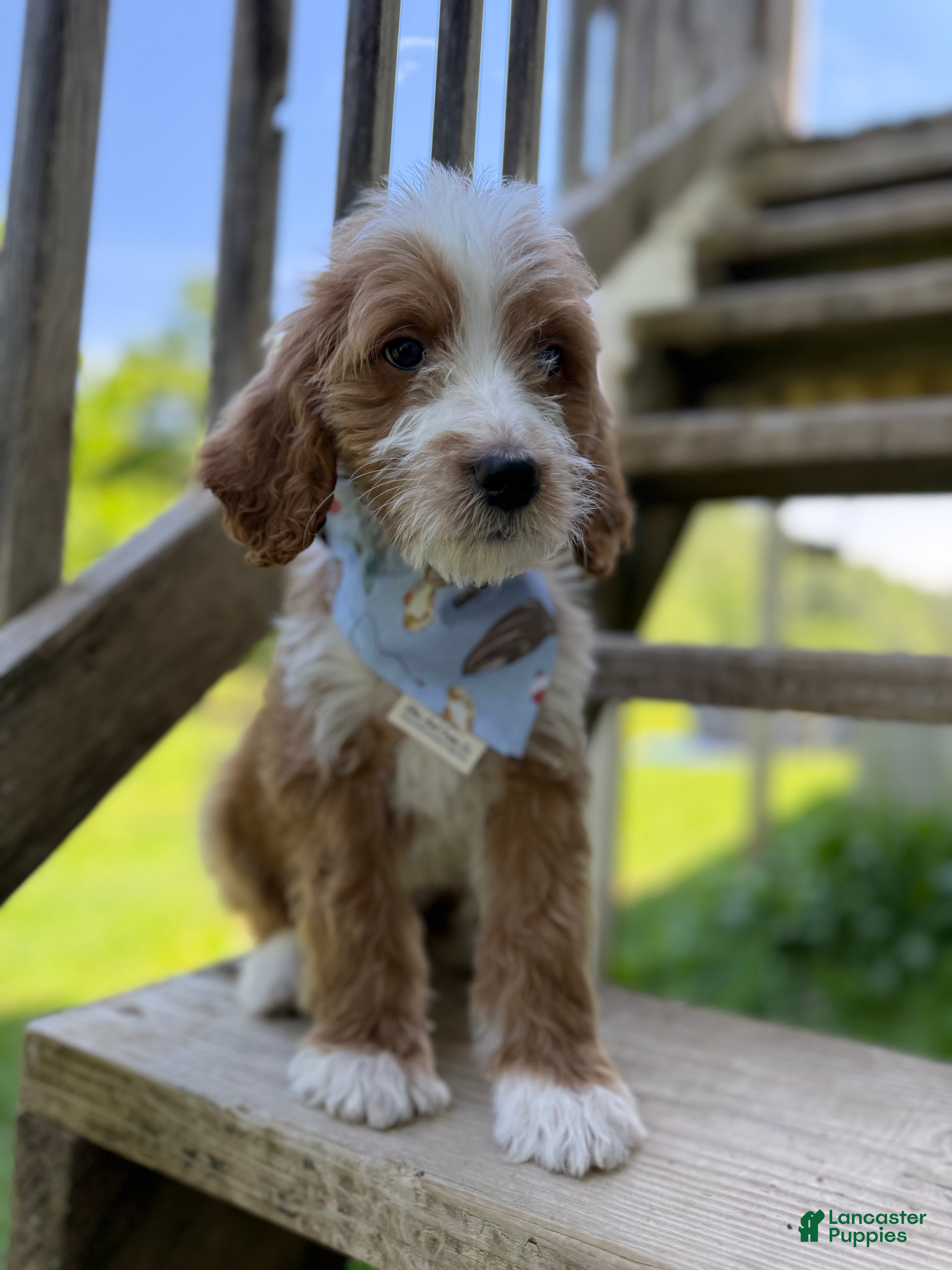 Goldendoodle dogs Rowan - Ad 2