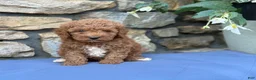 Miniature Poodle dogs for sale: Major - Ad 7