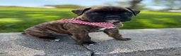 Boxer dogs for sale: Alex - Ad 3
