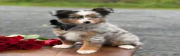 Toy Australian Shepherd dogs for sale: Tucker  - Ad 6