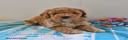 Mini Goldendoodle dogs for sale: Shadow - Ad 5
