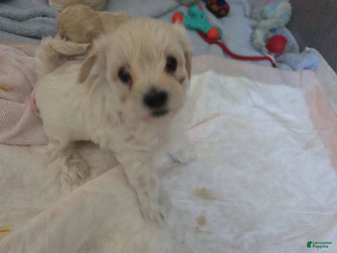 Morkie dogs for sale: Bubba - Ad 6