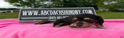 Miniature Dachshund dogs for sale: South African AKC  - Ad 5