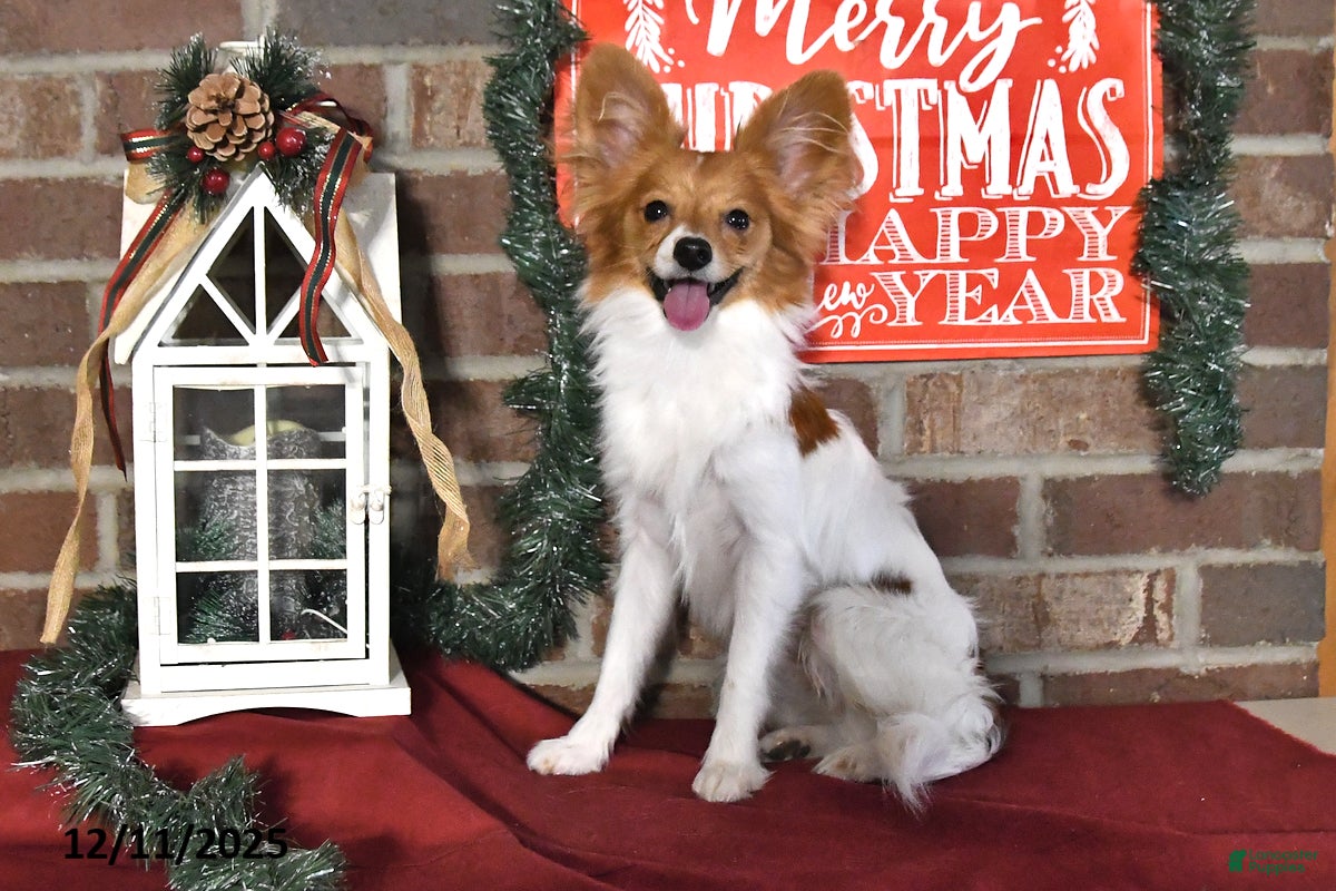 Papillon dogs Badger - Ad 3