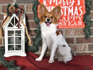 Papillon dogs Badger - Ad 13