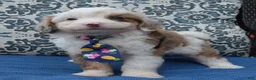 Mini Aussiedoodle dogs for sale: Mini Auggie - Ad 7
