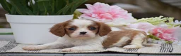 Cavalier King Charles Spaniel dogs for sale: Catrina - Ad 2