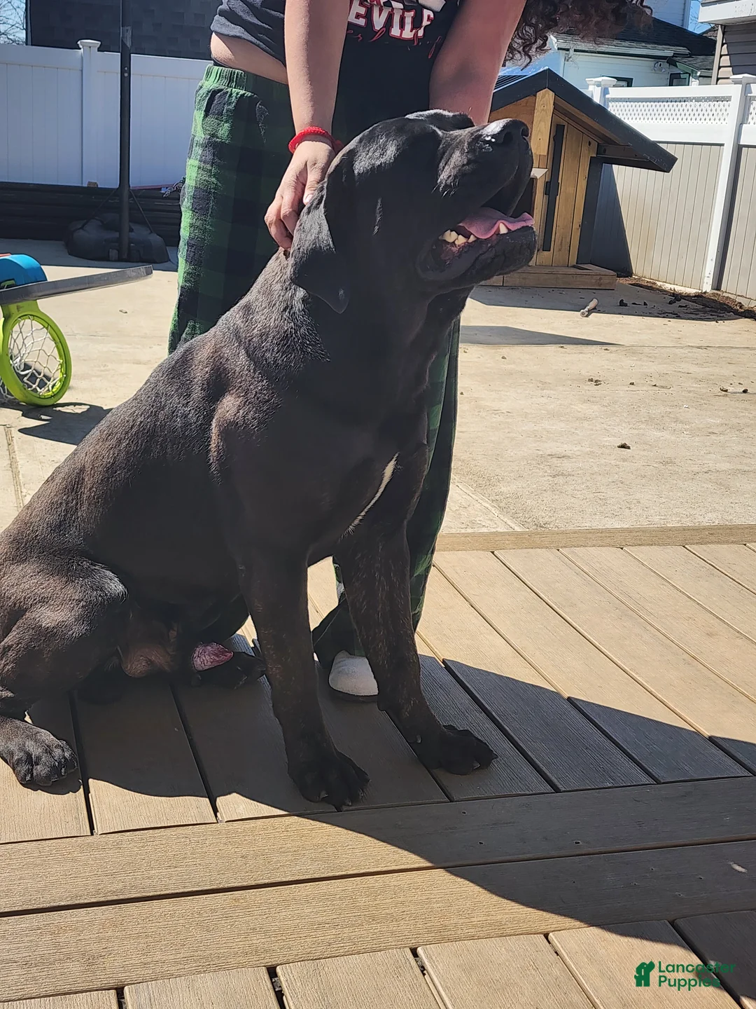 Cane Corso dogs for sale: Cane Corso Puppy 1 - Ad 1