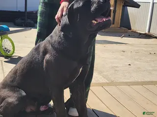 Cane Corso dogs Cane Corso Puppy 1 - Ad 1