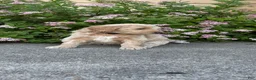 Goldendoodle dogs for sale: Brown- Goldendoodle Puppy 7 - Ad 1