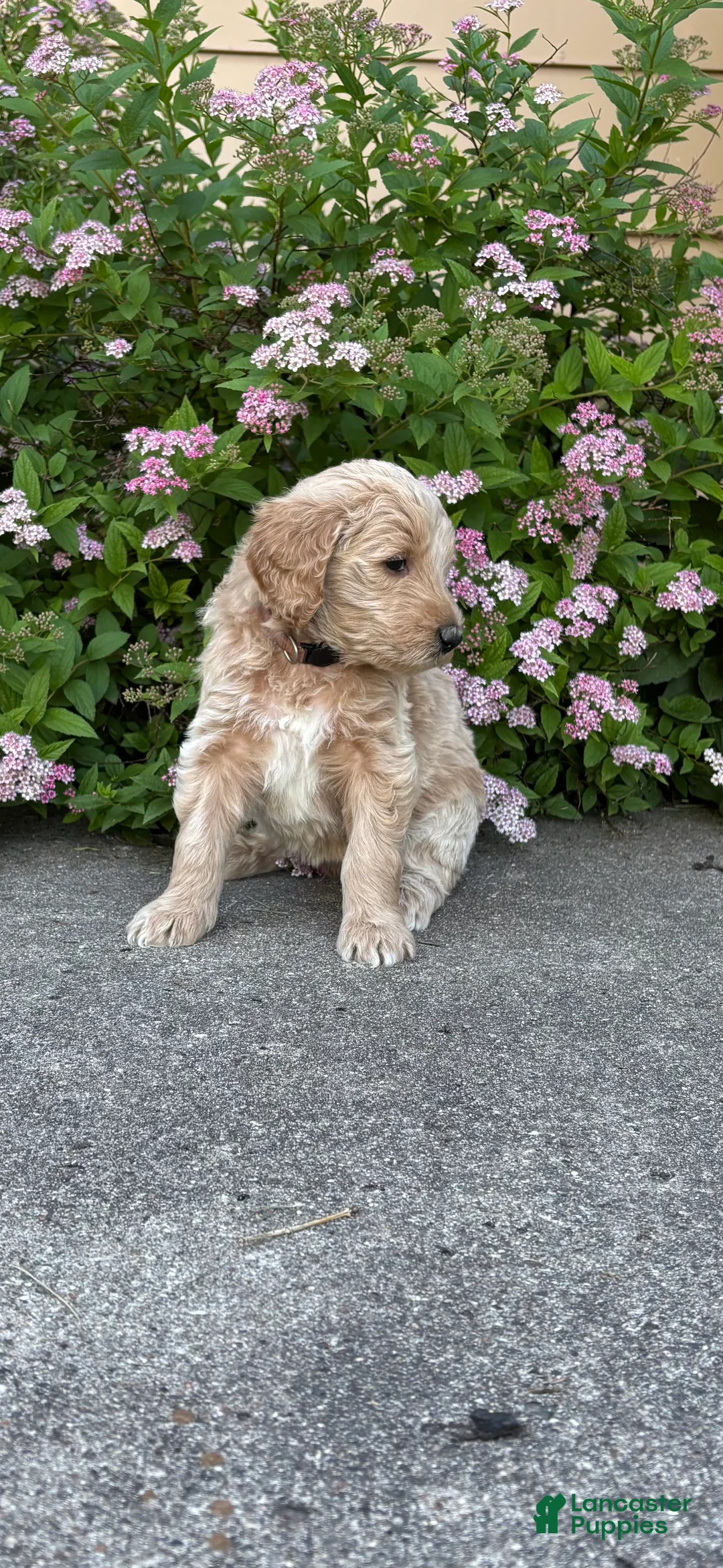Goldendoodle dogs for sale: Brown- Goldendoodle Puppy 7 - Ad 1