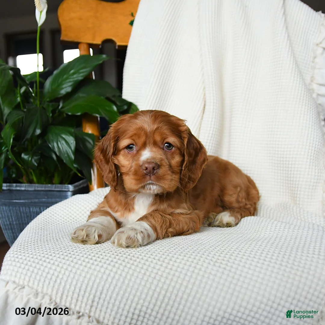 English Cocker Spaniel dogs for sale: Muffin - Ad 3