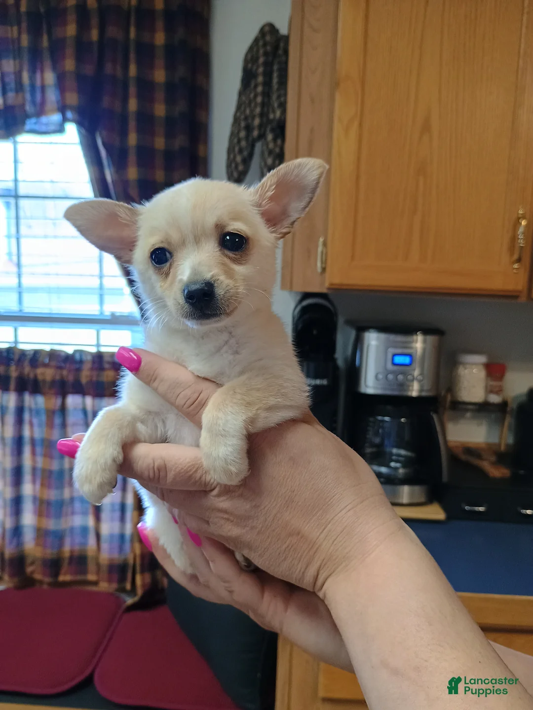 Chihuahua dogs for sale: Teddy t-cup  - Ad 2