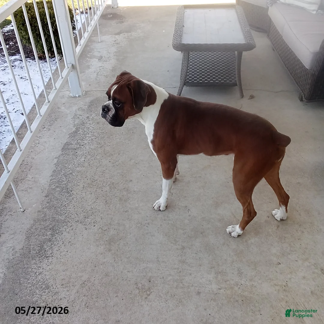 Boxer dogs for sale: Tyson - Ad 6