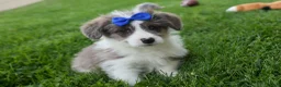 Corgipoo dogs for sale: NOAH - Ad 13