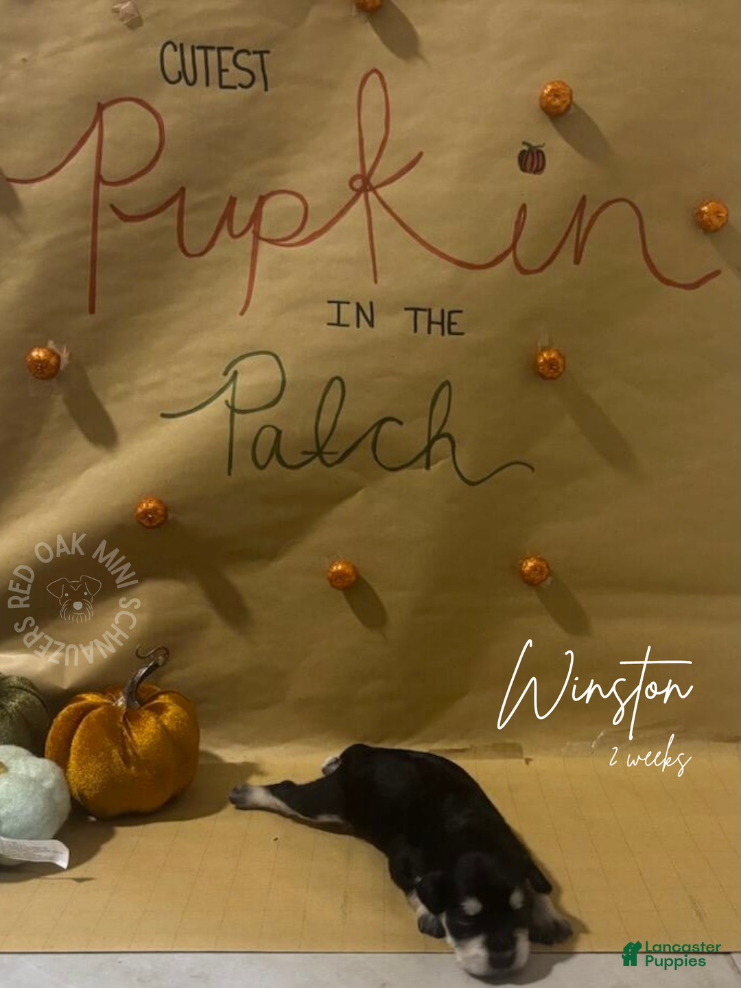 Miniature Schnauzer dogs for sale: Miniature Schnauzer Puppy 3 - Ad 2