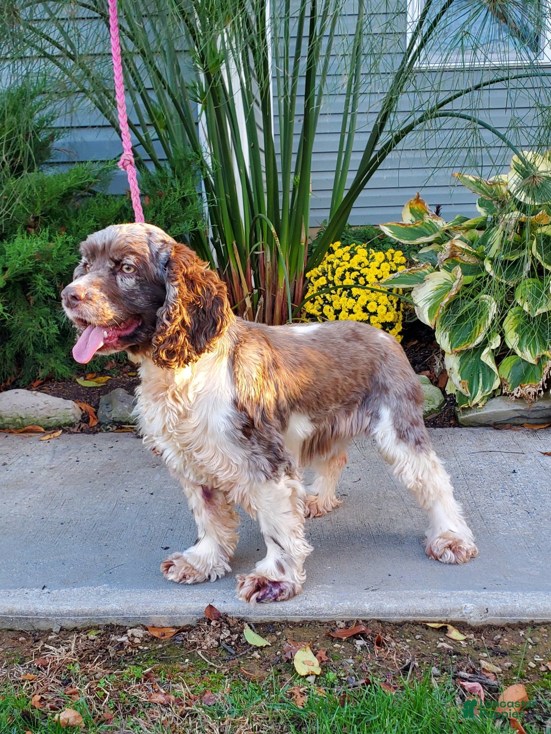Cocker Spaniel dogs for sale: Lacey - Ad 2