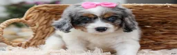 Cavapoo dogs for sale:  Paisley🎀 - Ad 5