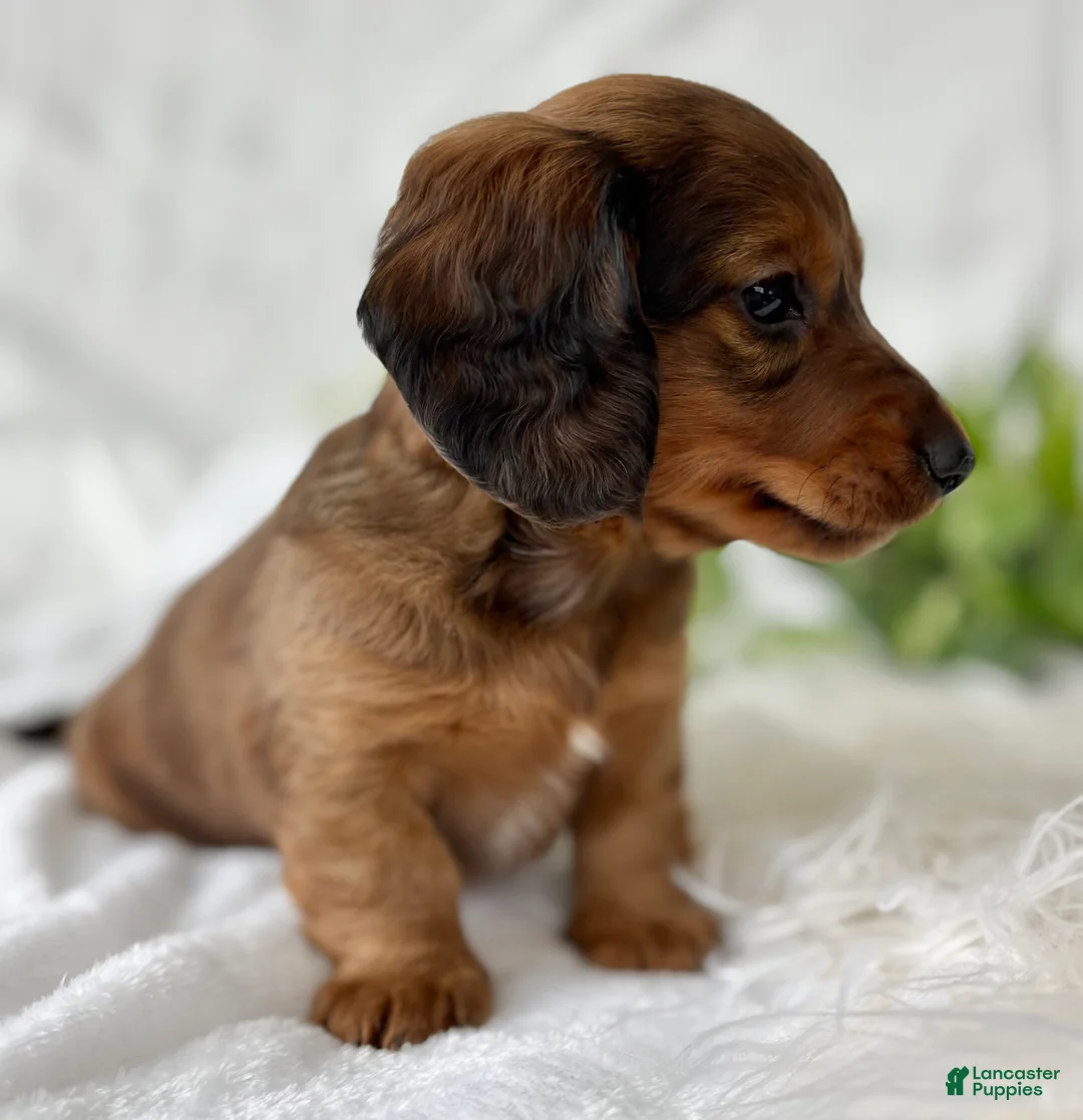 Miniature Dachshund dogs for sale: Sonny Boy Miniature Dachshund  - Ad 7