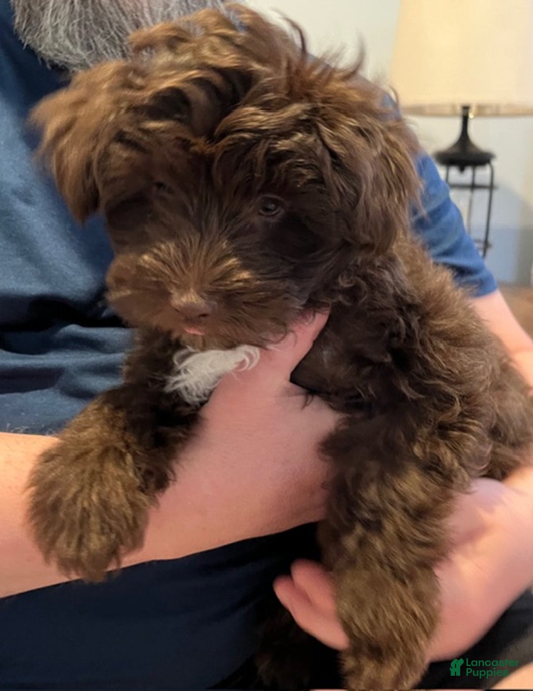 Pomapoo dogs for sale: Kevin - Ad 1