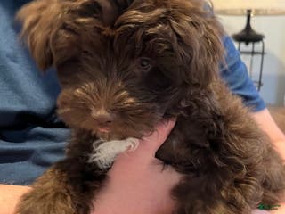 Pomapoo dogs Kevin - Ad 18