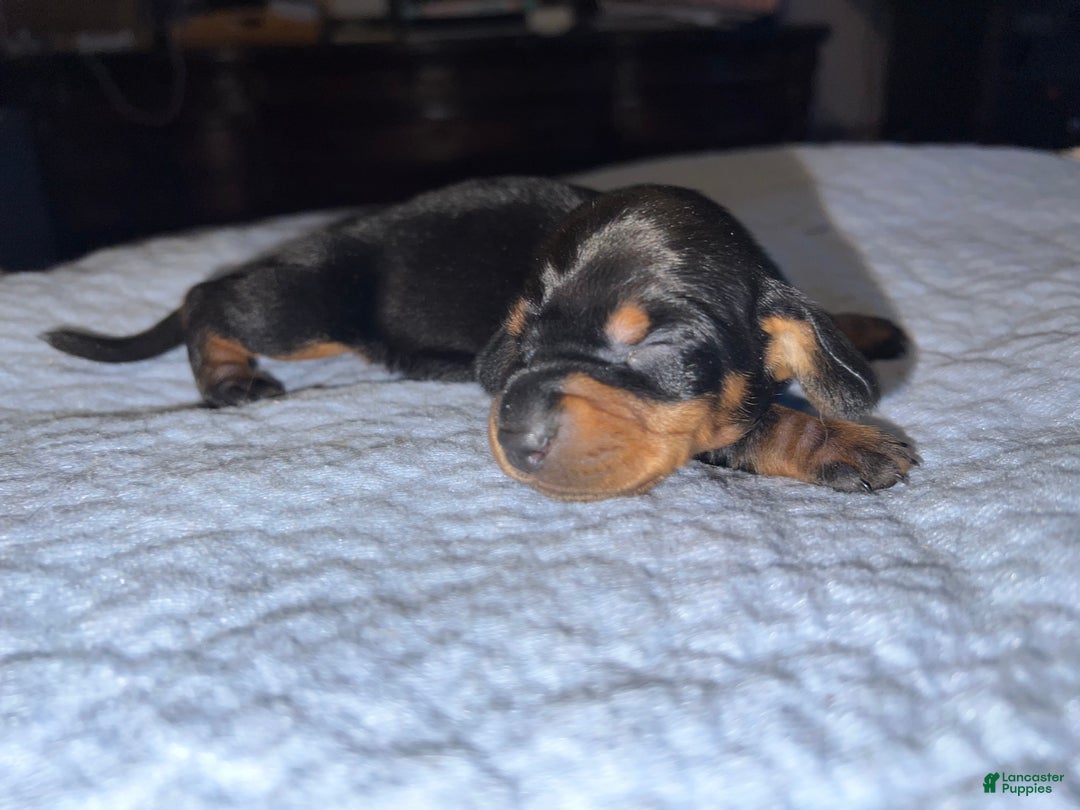 Miniature Dachshund dogs for sale: Smooth Russian 2 champion parents - Ad 2