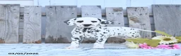 Dalmatian dogs for sale: Ember - Ad 1