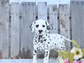 Dalmatian dogs for sale: Ember - Ad 4