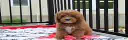 Cavapoo dogs for sale: Lenny  - Ad 2