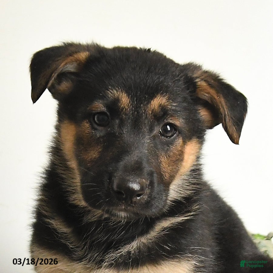 Mixed Breed dogs Chief - Ad 2