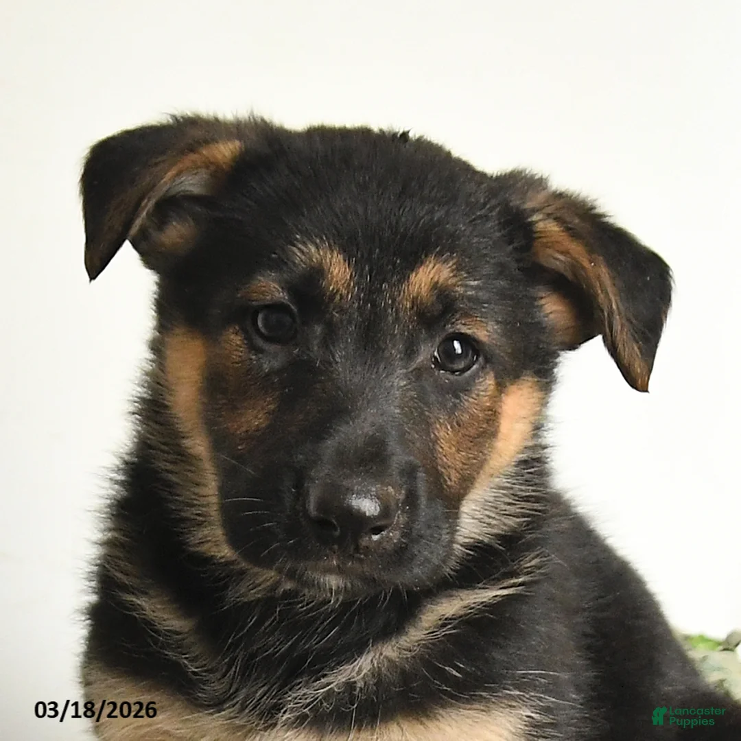 Mixed Breed dogs for sale: Chief - Ad 2