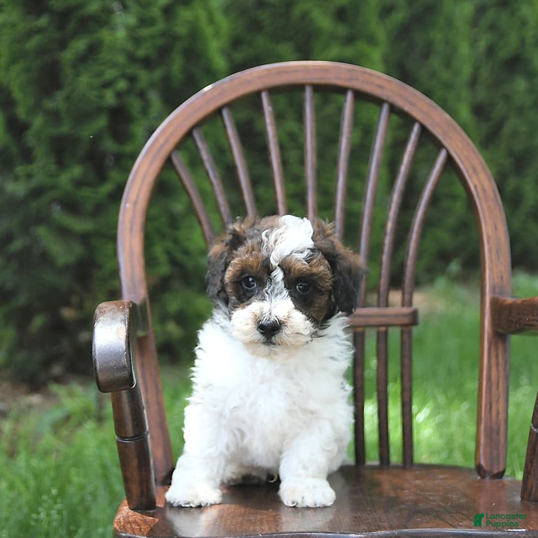 Miniature Poodle dogs for sale: Tucker Extra Small - Ad 2