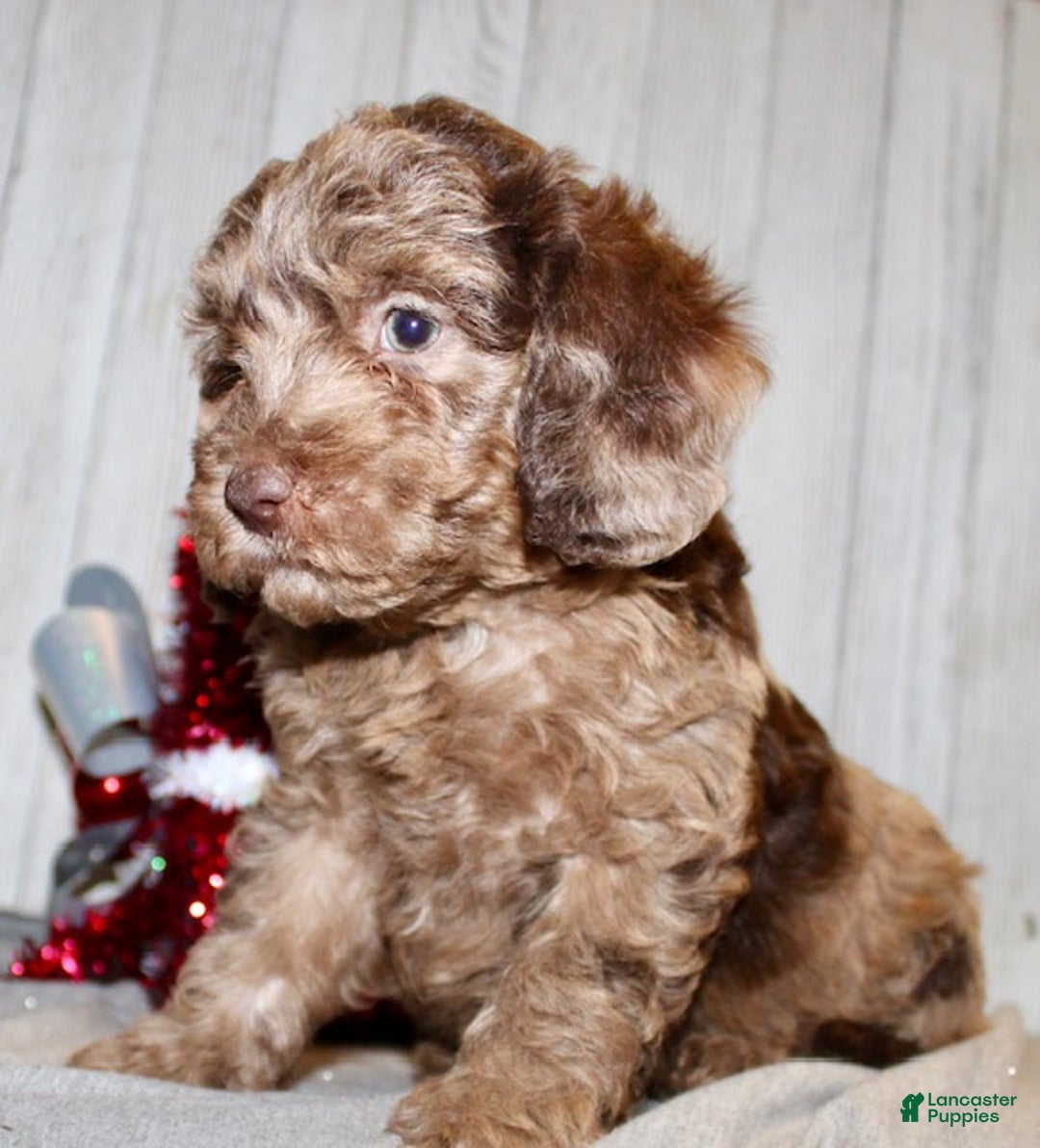 Mixed Breed dogs for sale: Jamin - Ad 7