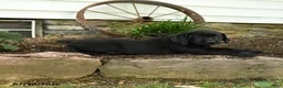 Labrador Retriever dogs for sale: Ford - Ad 4