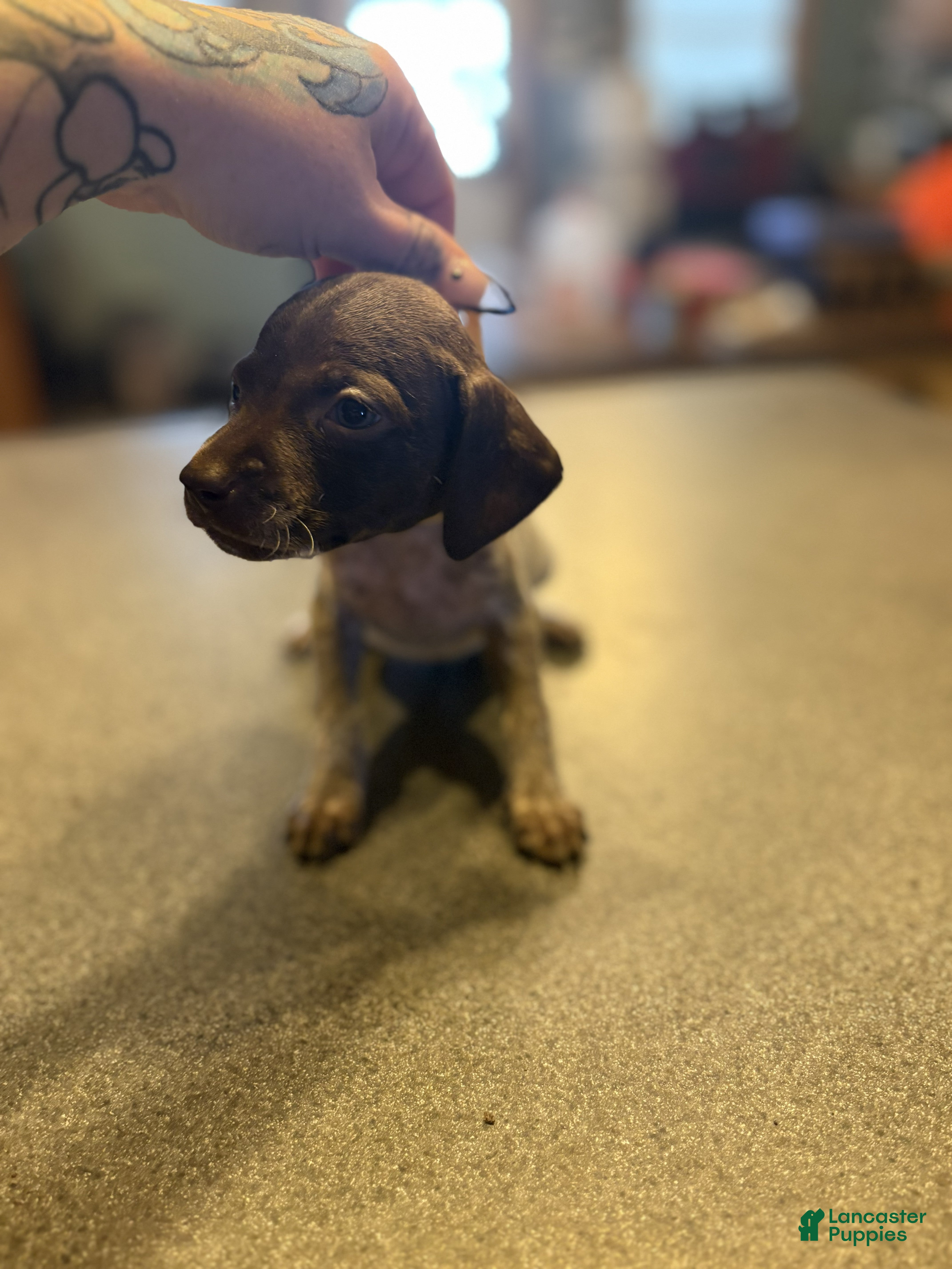 German Shorthaired Pointer dogs Wren - Ad 4
