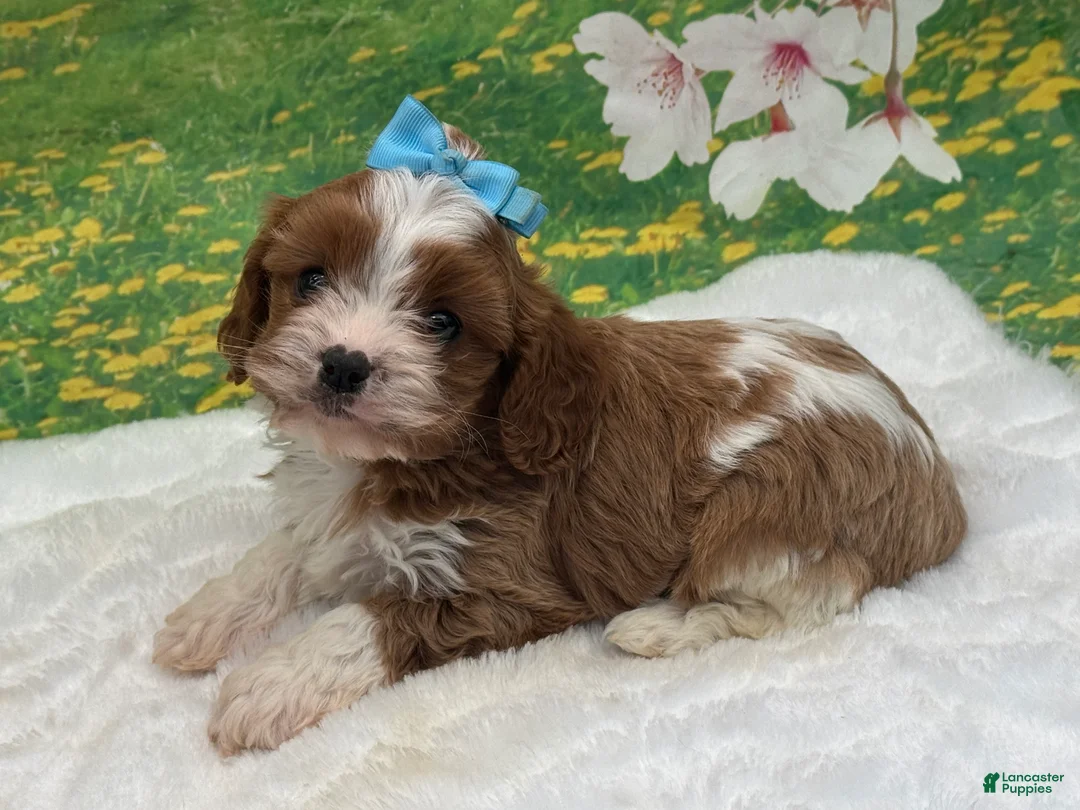 Cavapoo dogs for sale: Teddy  - Ad 2