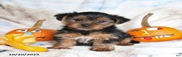 Yorkshire Terrier dogs for sale: Teddy - Ad 4