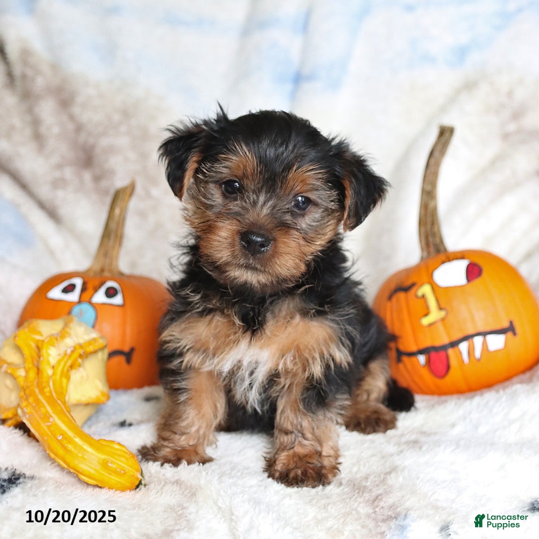 Yorkshire Terrier dogs for sale: Teddy - Ad 4